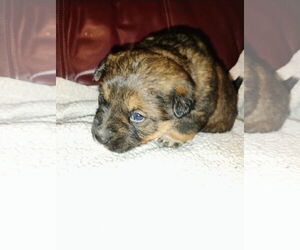 Mutt Dogs for adoption in Polson, MT, USA