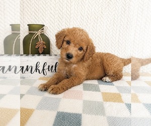 Goldendoodle mix (+ Poodle Miniature) Puppy for sale in INDIANAPOLIS, IN, USA