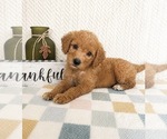 Small Goldendoodle mix (+ Poodle Miniature)