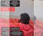 Image preview for Ad Listing. Nickname: Stella