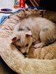 Small Photo #3 Pomsky Puppy For Sale in CENTERVILLE, OH, USA