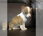 Image preview for Ad Listing. Nickname: Female Puppy