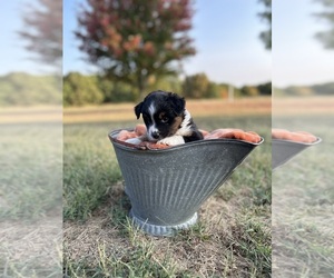 Miniature Australian Shepherd Puppy for sale in AURORA, MO, USA