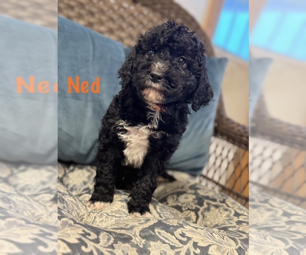 Medium Photo #4 Bernedoodle (Miniature) Puppy For Sale in PAXTON, IL, USA