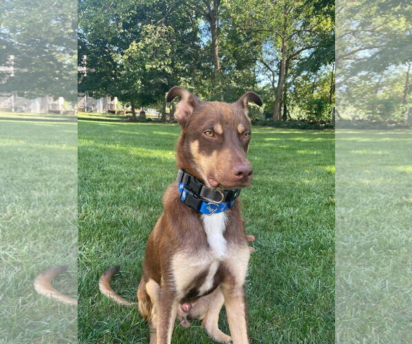 Medium Photo #12 Australian Shepherd-Unknown Mix Puppy For Sale in Germantown, OH, USA