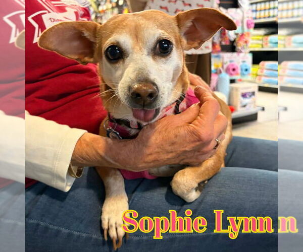 Medium Photo #20 Chiweenie Puppy For Sale in San Antonio, TX, USA