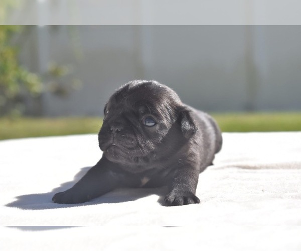 Medium Photo #5 Pug Puppy For Sale in PALM COAST, FL, USA