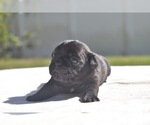 Pumpkin - Female Pug Puppy for Sale - Photo #5