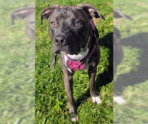 Mutt Dogs for adoption in Akron, OH, USA