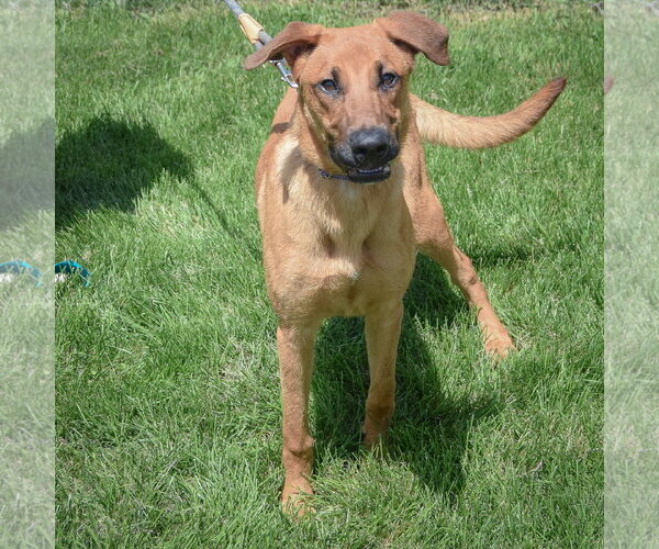 Medium Photo #4 Shepradors Puppy For Sale in Huntley, IL, USA