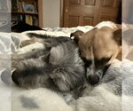 Small #14 Chihuahua Mix