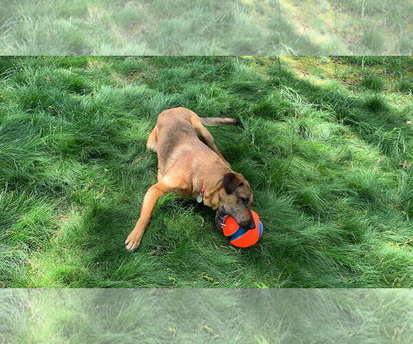 Medium Photo #9 German Shepherd Dog-Unknown Mix Puppy For Sale in Centreville, VA, USA