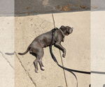 Small #17 Mutt