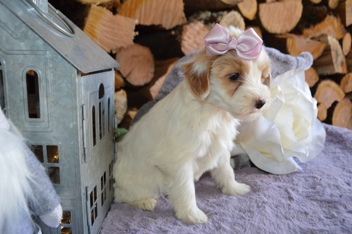 Medium Photo #5 Goldendoodle Puppy For Sale in HONEY BROOK, PA, USA
