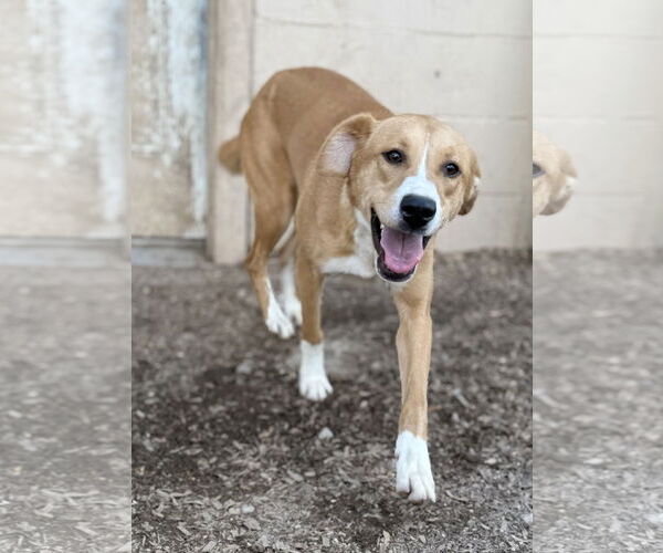 Medium Photo #4 Basenji-Carolina Dog Mix Puppy For Sale in Corning, AR, USA
