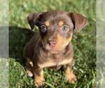 Small #2 Chiweenie