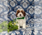 Small Photo #3 Poodle (Toy) Puppy For Sale in LEOLA, PA, USA