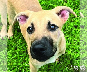 Mutt Dogs for adoption in Washington, DC, USA
