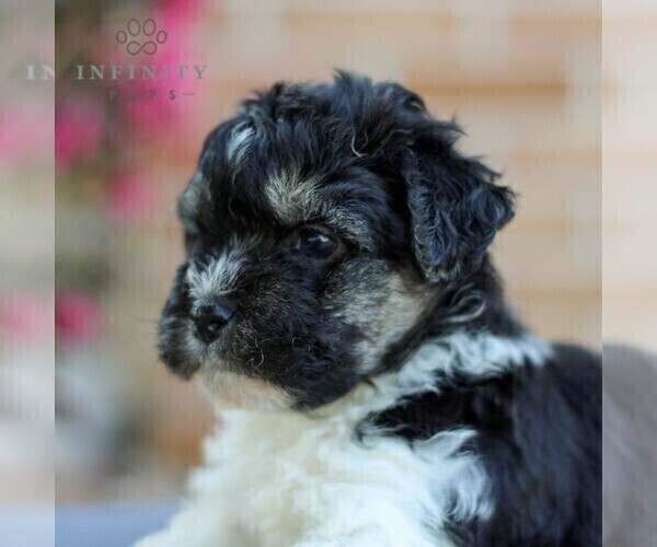 Medium Photo #5 Havanese Puppy For Sale in NEWMANSTOWN, PA, USA
