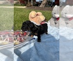Small Photo #25 Poodle (Toy) Puppy For Sale in ARLINGTON HTS, IL, USA