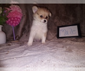 Chiranian Puppy for sale in HAYDEN, AL, USA
