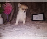 Image preview for Ad Listing. Nickname: None