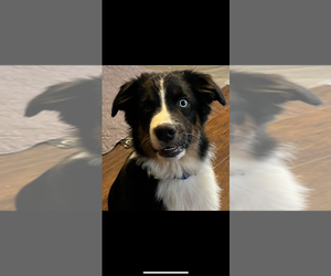 Australian Shepherd Dogs for adoption in MERCER, WI, USA