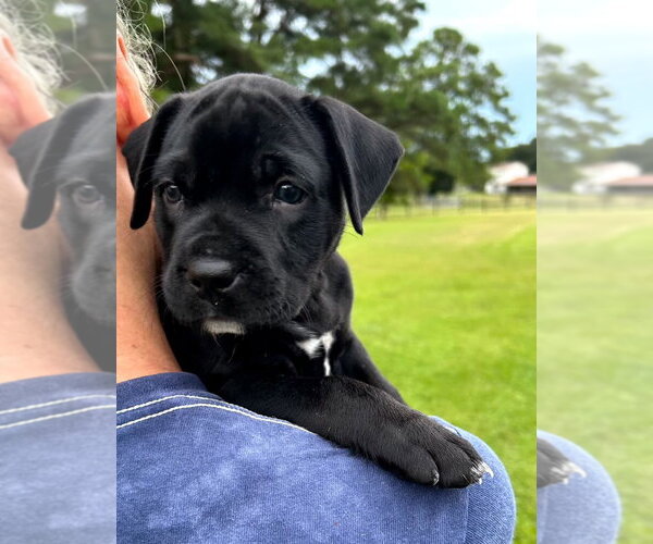Medium Photo #2 Labrador Retriever-Retriever  Mix Puppy For Sale in Holly Springs, NC, USA