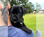 Small #1 Labrador Retriever-Retriever  Mix