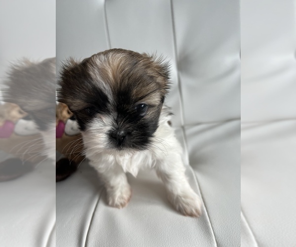 Medium Photo #4 Shih Tzu Puppy For Sale in WASHINGTON, DC, USA