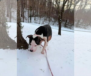 Harley - Female Staffordshire Bull Terrier Dog for Adoption - Photo #4
