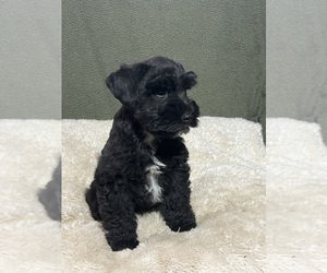 Schnauzer (Miniature) Puppy for sale in FOWLER, CO, USA