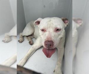 American Pit Bull Terrier-Unknown Mix Dogs for adoption in Houston, TX, USA