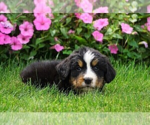 Bernese Mountain Dog Puppy for sale in FREDERICKSBURG, OH, USA