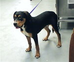 Small Black and Tan Coonhound Mix