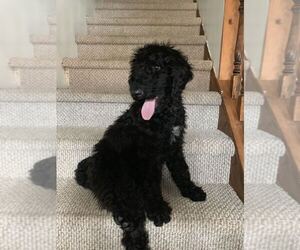 Poodle (Standard) Puppy for sale in CLIFTON, WV, USA
