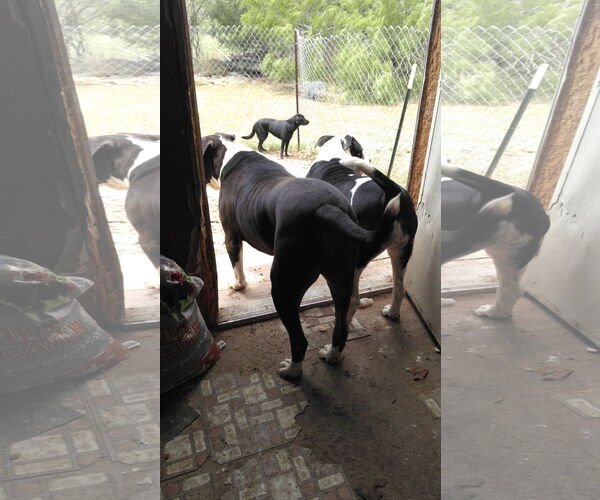 Medium Photo #5 American Staffordshire Terrier-Great Dane Mix Puppy For Sale in Orange Grove, TX, USA