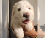 Puppy 7 Great Pyrenees