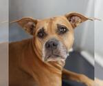 Small American Staffordshire Terrier Mix