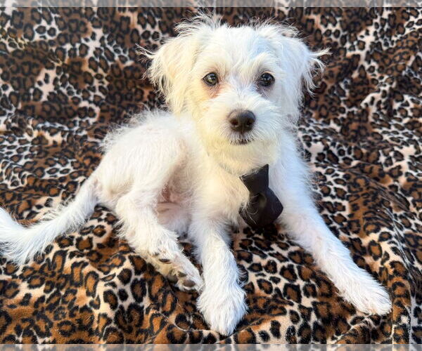 Medium Photo #2 Maltipoo Puppy For Sale in Corona, CA, USA