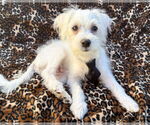Small #1 Maltipoo