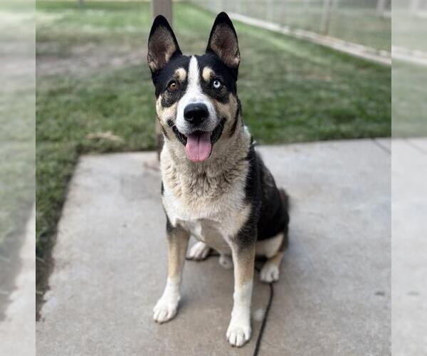 Medium Photo #1 Siberian Husky-Unknown Mix Puppy For Sale in Modesto, CA, USA