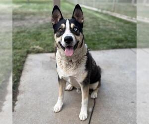 Siberian Husky-Unknown Mix Dogs for adoption in Modesto, CA, USA