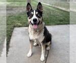 Small Siberian Husky Mix