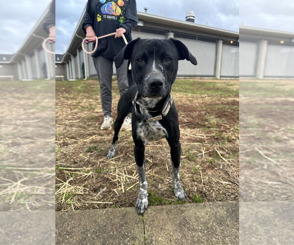 Medium Photo #2 Mutt Puppy For Sale in Evansville, IN, USA