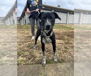 Clack - Male Mutt Dog for Adoption - Photo #2