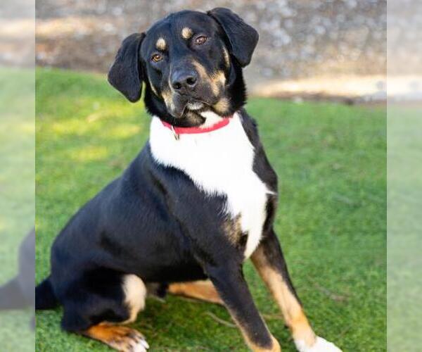 Medium Photo #2 Greater Swiss Mountain Dog-Unknown Mix Puppy For Sale in Camarillo, CA, USA