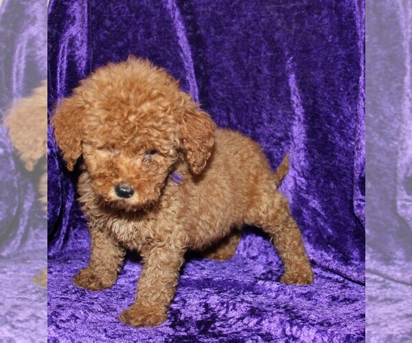 Medium Photo #8 Goldendoodle (Miniature) Puppy For Sale in BLOOMINGTON, IN, USA