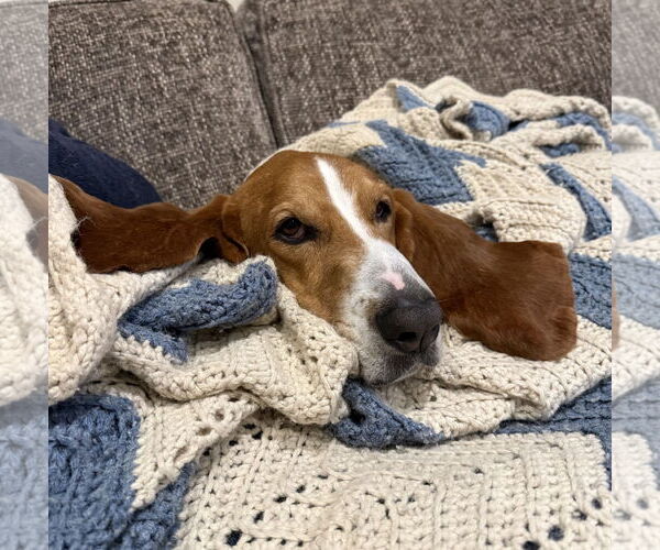 Medium Photo #3 Basset Hound Puppy For Sale in Petaluma, CA, USA