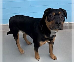 Bulldog-Unknown Mix Dogs for adoption in Pasadena, CA, USA